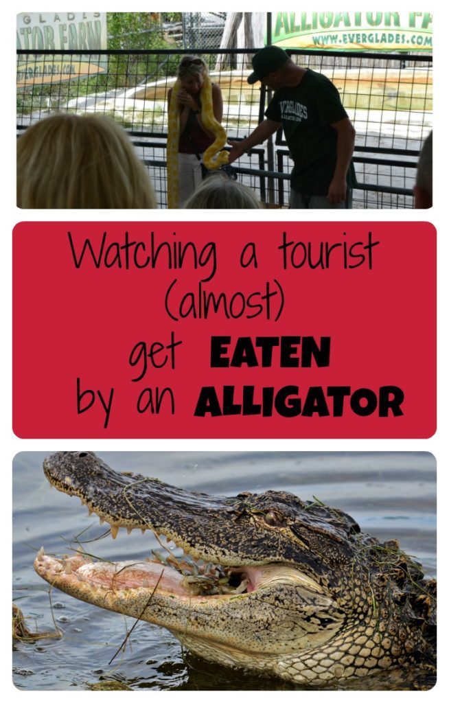 While in Everglades National Park in Florida, one of our activities was an alligator show. While trying to take pictures, a German tourist family with kids was nearly eaten by an alligator because they weren't listening to the host and getting too close!