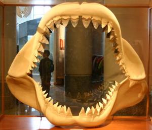 a shark's mouth with teeth
