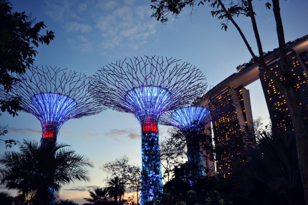 a group of trees with lights