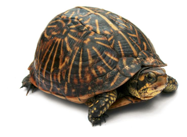 A live turtle goes through airport security…. in a used hamburger bun?