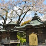 Japan Tokyo Cherry Blossom