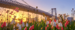 a bridge with flowers and a city in the background