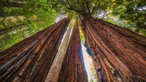 looking up view of several tall trees