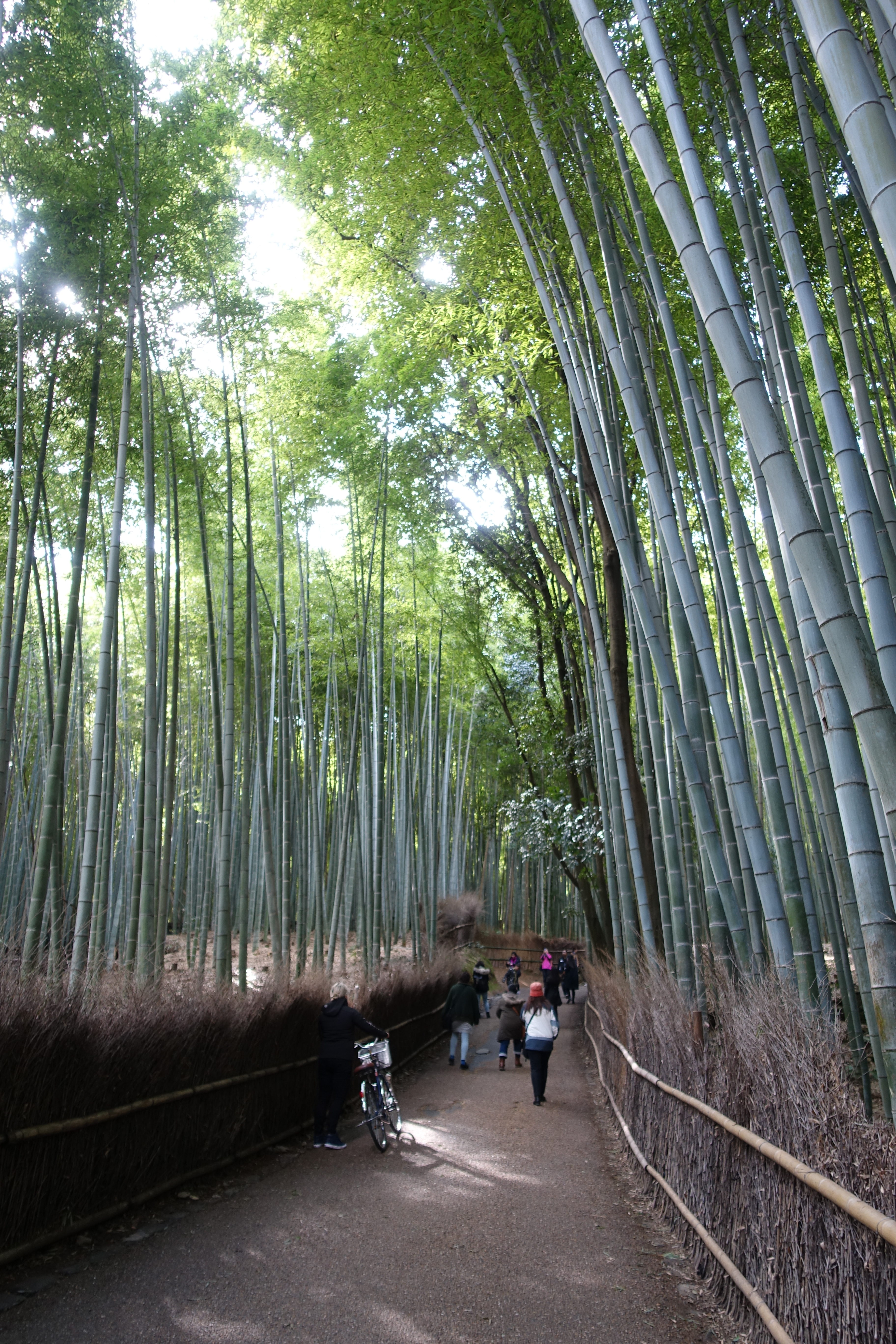 Kyoto Arashiyma Bamboo Forest 