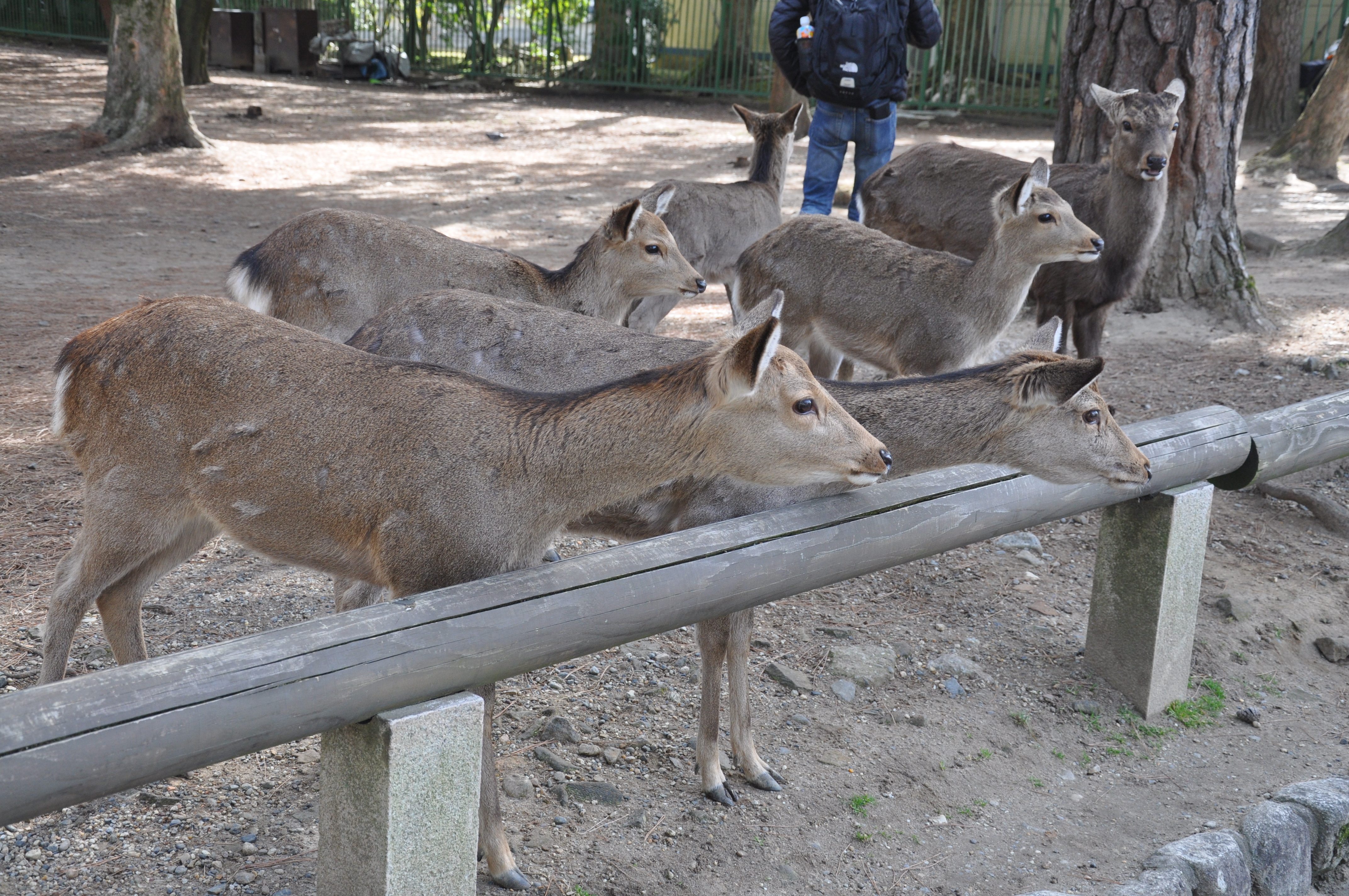 Some deers even learned to bow to be fed.