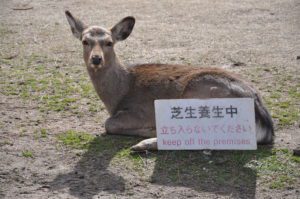 a deer lying on the ground next to a sign