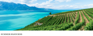 a vineyard on a hill by a body of water