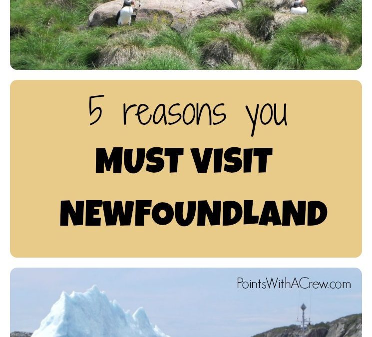 5 reasons you *must* visit Newfoundland