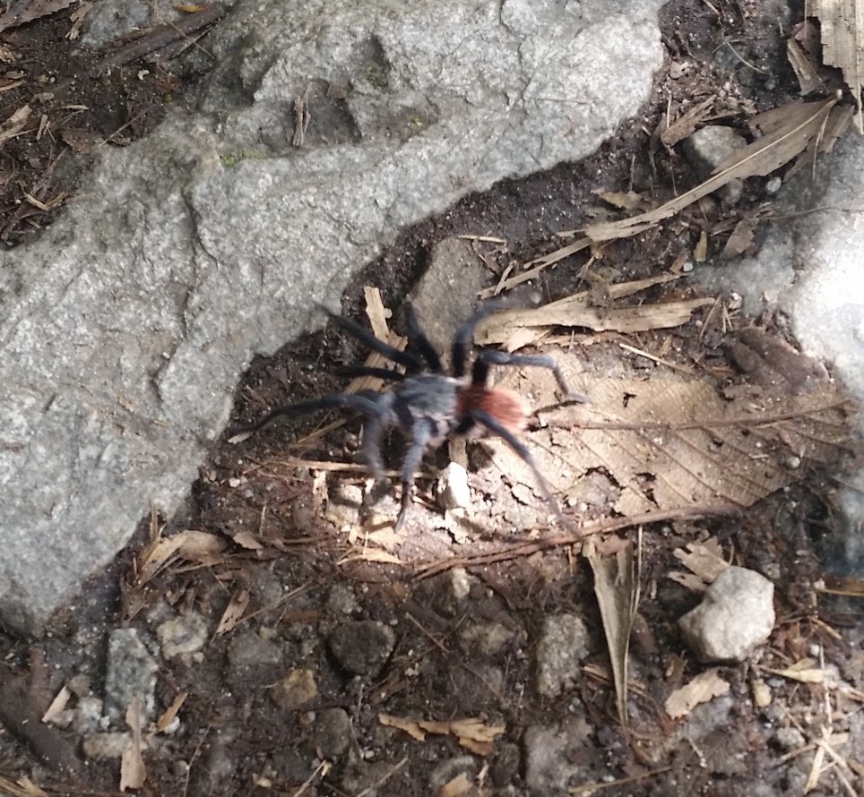 a spider on the ground
