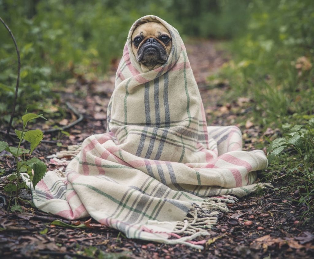 a dog wrapped in a blanket