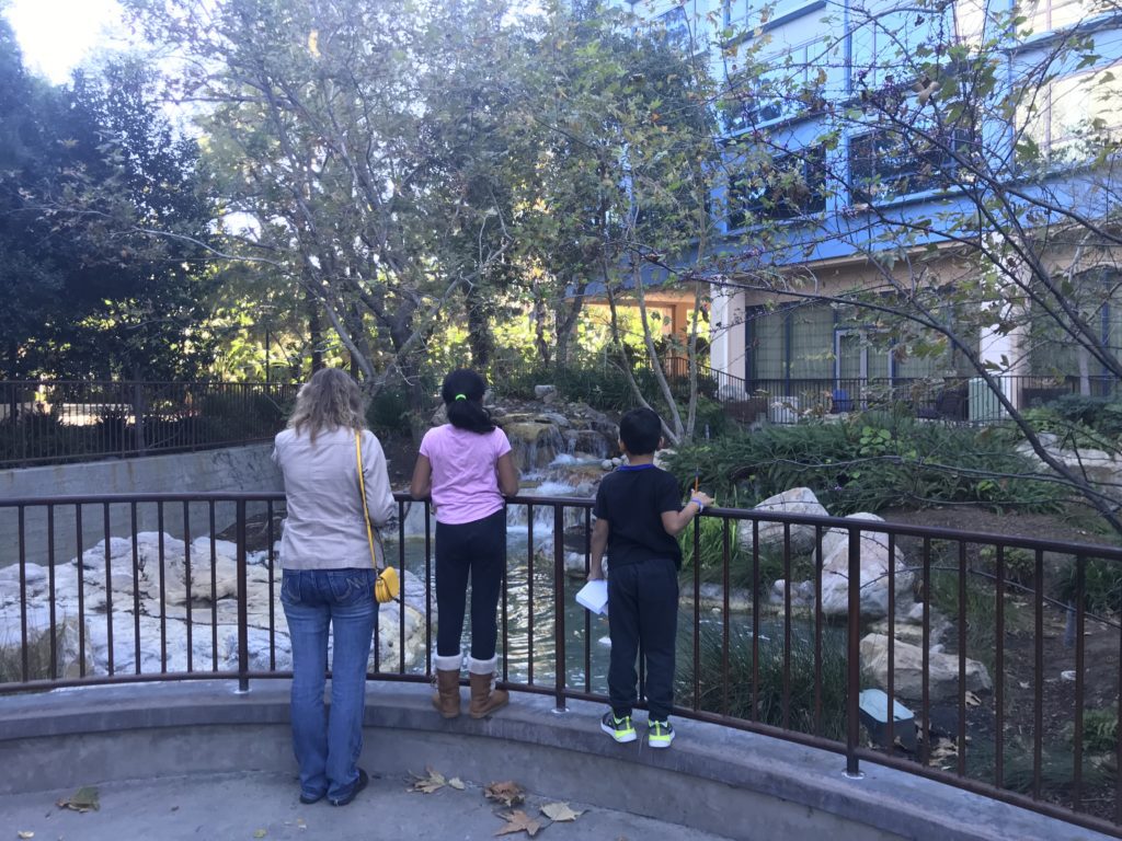 a group of people looking at a pond