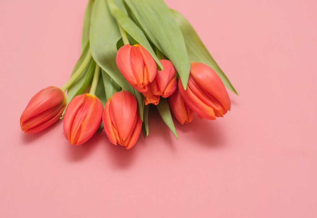 a bunch of orange tulips on a pink surface