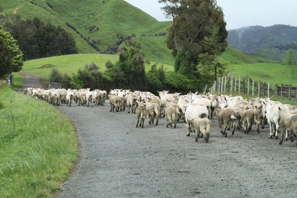 a herd of sheep on a road