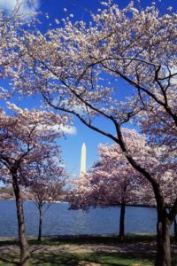 a cherry blossom trees with a monument in the background