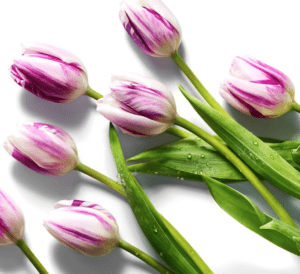 a group of purple and white tulips