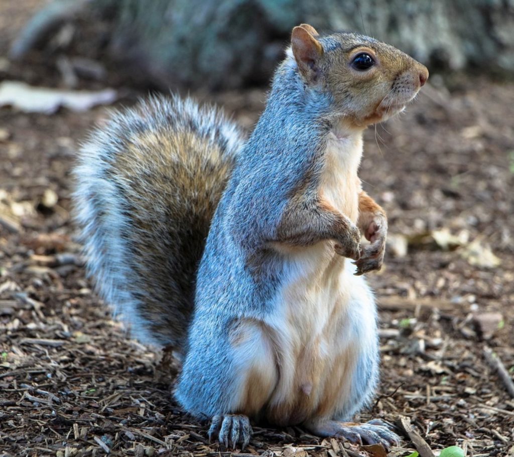 a squirrel standing on its hind legs