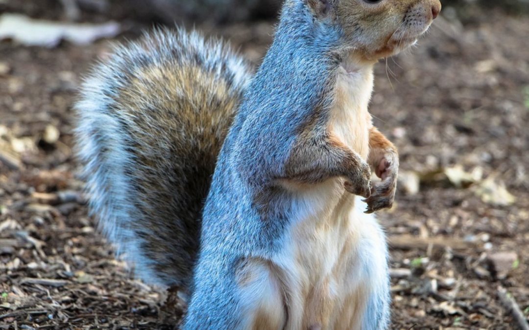 This is how a squirrel delayed a Frontier flight by 2 hours