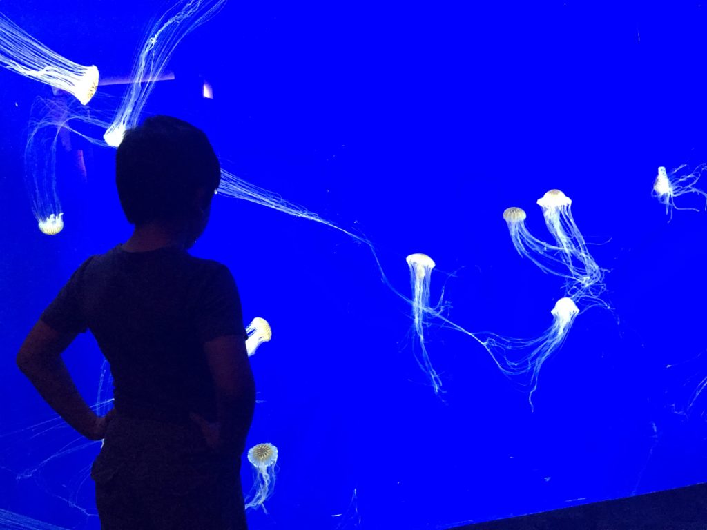 a boy looking at jellyfish in a large blue tank