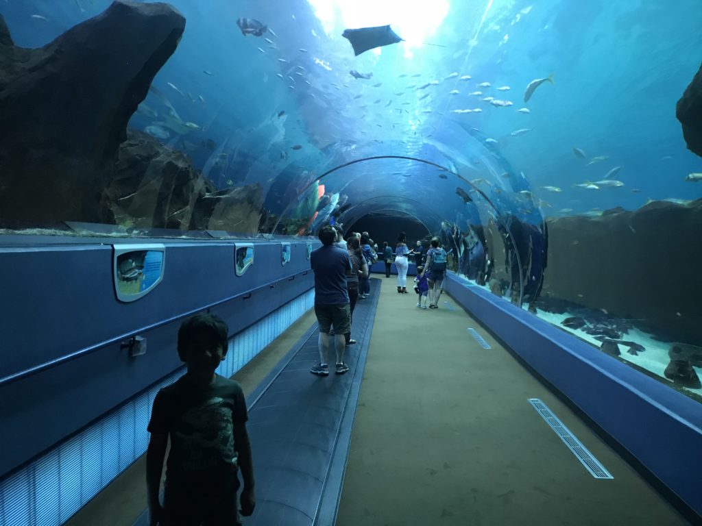 people walking in a tunnel with fish in it