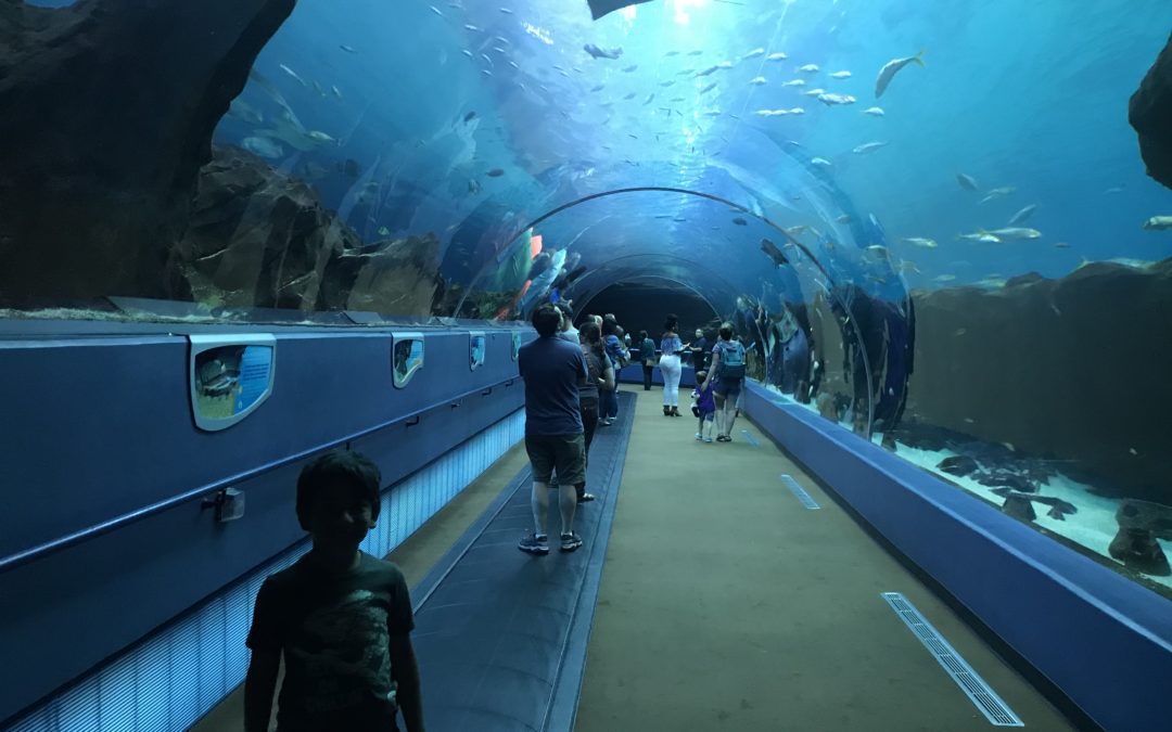 3 reasons why you need to visit the biggest aquarium in the U.S.