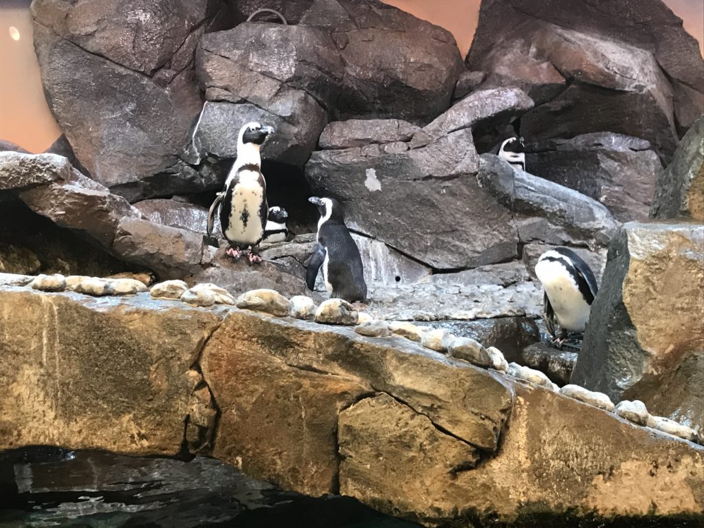penguins on rocks and water