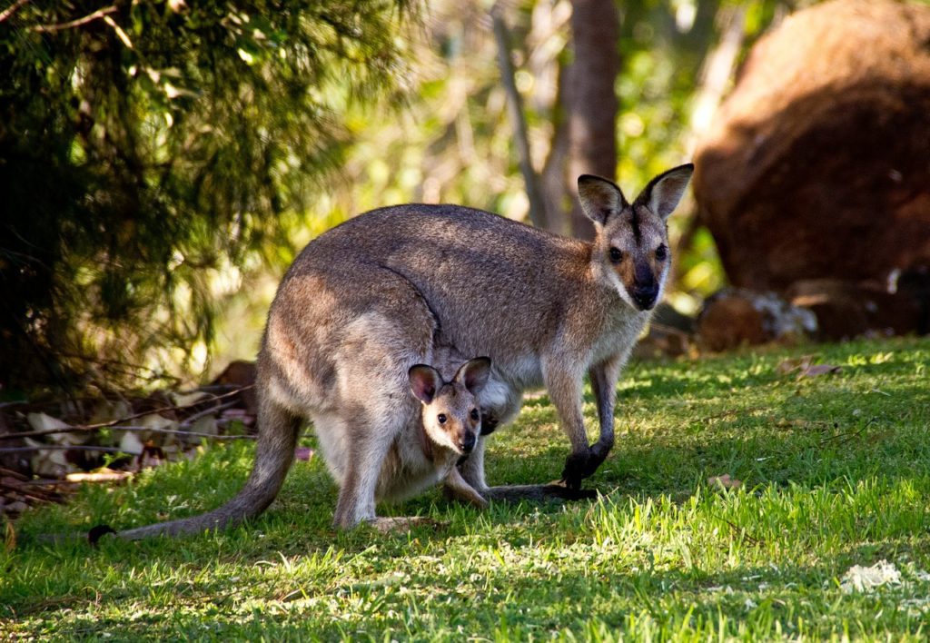 a kangaroo with a baby kangaroo in its pouch