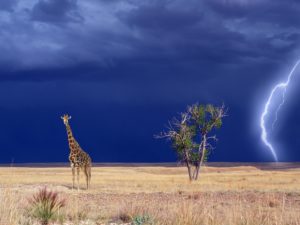 a giraffe standing in a field with a tree and a moon in the background