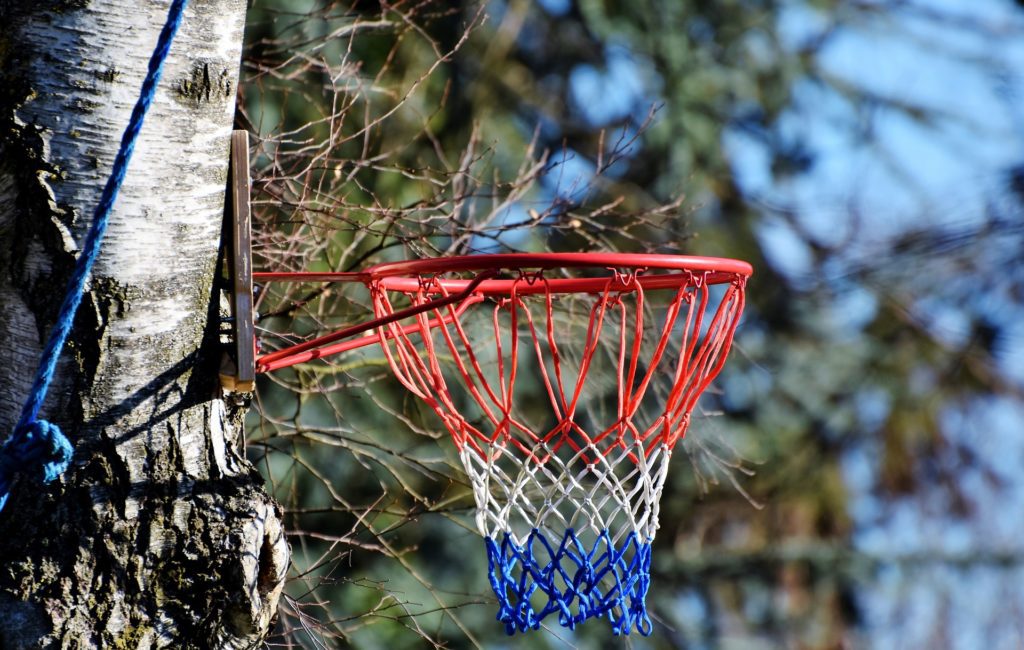a basketball hoop in a tree