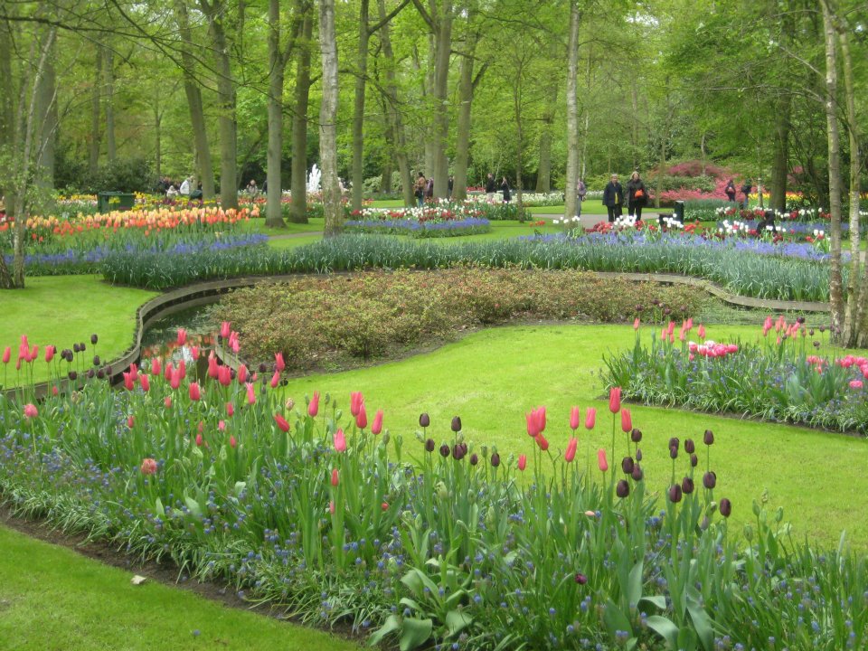 a garden with many flowers with Keukenhof in the background