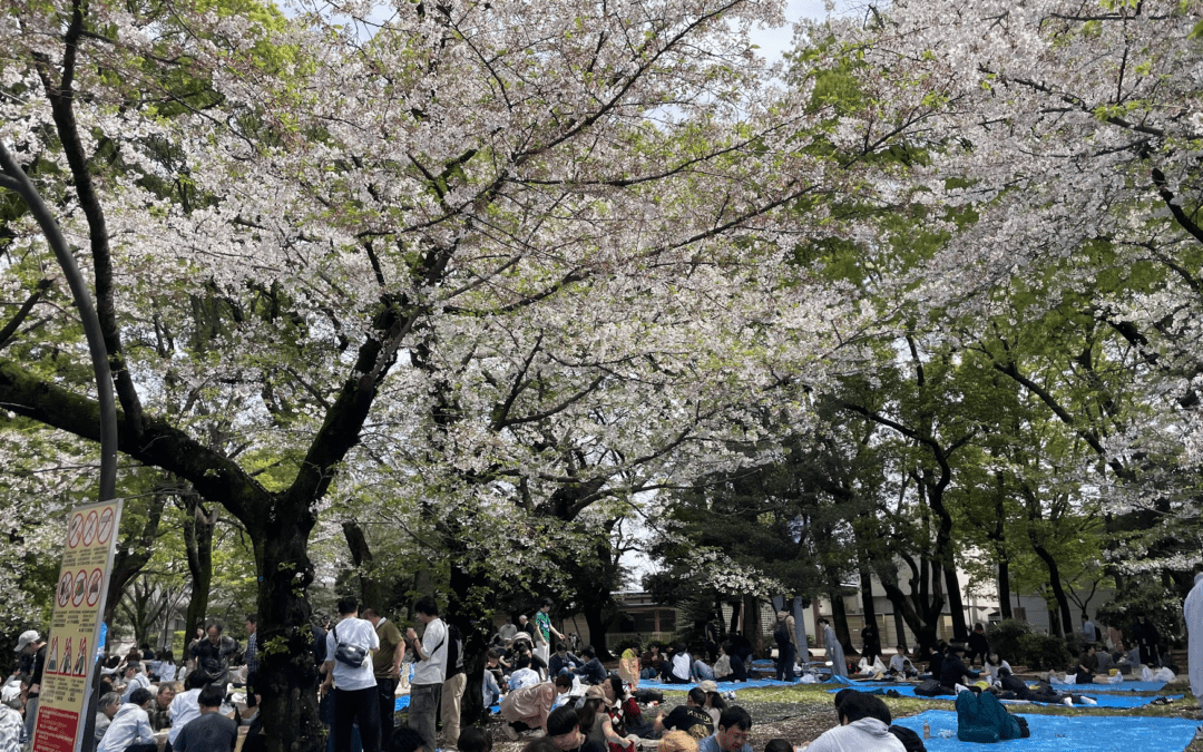 Can You Really Do Tokyo Cherry Blossom Season for Free?